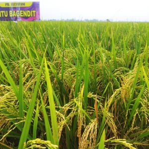 SITU BAGENDIT - Jumbo