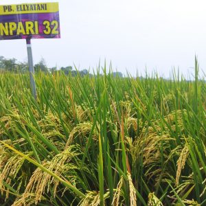 INPARI 32 HDB - Jumbo