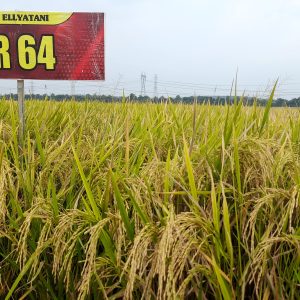 IR 64 - Jumbo